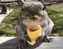 Squirrel Burrito GIF - Squirrel Burrito Ardilla GIFs