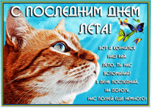 a picture of a cat with a blue sky and butterflies behind it in a foreign language