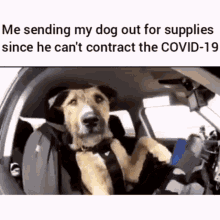 Dog Driving Covid GIF - Dog Driving Covid Sending GIFs