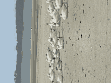 Snow Geese GIF