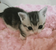 a kitten is laying on a pink blanket and looking at the camera .