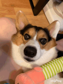 a close up of a dog 's face with the words imgplay visible