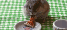 This Little Guy Wants His Pizza Too GIF - Mice Rat Pizza GIFs