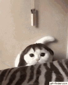 Funny Cats GIF - Funny Cats Cute GIFs