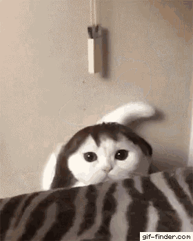 Funny Cats GIF - Funny Cats Cute - Discover & Share GIFs