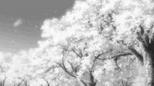 a black and white drawing of a cherry blossom tree with flowers falling from it