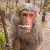 a close up of a monkey holding a stick with a foreign language written on the bottom