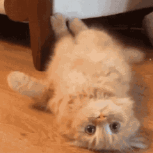 Cat Goodbye GIF - Cat Goodbye Crawl GIFs