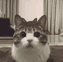 Isso Ai Thats Great GIF - Isso Ai Thats Great Cat GIFs