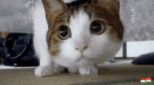 Cat Cat Looking GIF