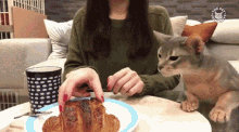 Cats Greed One GIF - Cats Greed One GIFs