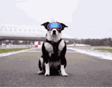Dog Dawg GIF - Dog Dawg Cool Dog GIFs