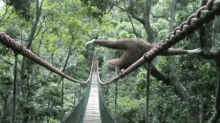 gibbon monkey bridge balancing funny