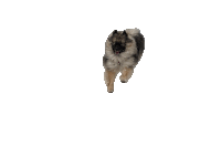 a dog is running on a white background and looking at the camera