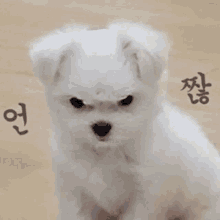 Jungkook Angy Jeontheme GIF - Jungkook Angy Jeontheme Jungkook Dog GIFs