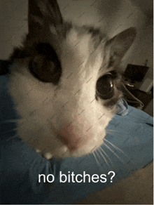 a close up of a cat with the words " no bitches " written below it