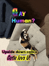 a cat laying on a couch with the words gay human written above it