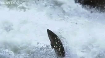 salmon-leap.gif