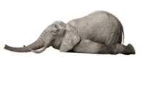 elephant i love siesta siesta catnap 100thanks