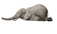 Elephant I Love Siesta Sticker - Elephant I Love Siesta Siesta Stickers