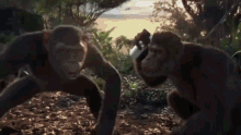 Monkey Skill Issue GIF - Monkey Skill Issue GIFs