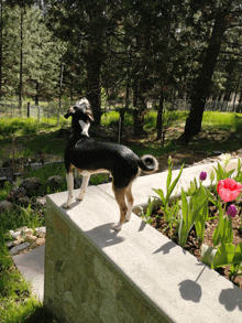 a black and white dog standing on a stone wall in front of flowers