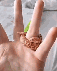 Snake Ring GIF
