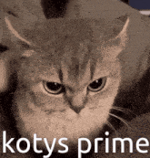a picture of a cat with the word kotys prime written below it