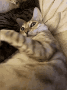 Hobbes Wiggle GIF - Hobbes Wiggle Cat GIFs