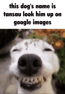 Dog Tansau GIF
