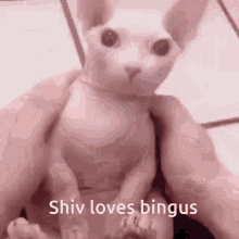 a person is holding a cat that says shiva loves bingus on it .