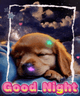 a picture of a puppy sleeping with the words " good night " below it