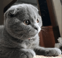 a gray cat with a red collar is laying down on a carpet looking at the camera .