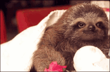 Here Sloth Love GIF - Here Sloth Love Flower GIFs