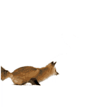 Ugrálóróka Koma Jumping Fox GIF - Ugrálóróka Koma Jumping Fox Jump GIFs