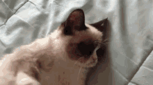 Grumpy Cat Attacks GIF - Grumpy Cat Tard GIFs