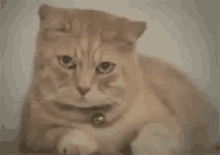 Ağlayan Kedi GIF