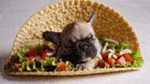 a french bulldog puppy is sleeping on a taco with lettuce tomatoes and cheese