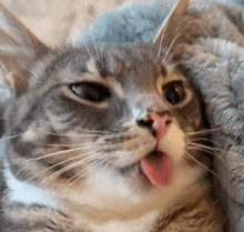 a close up of a cat 's face with its tongue hanging out