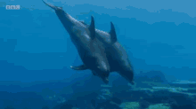 Dolphin Swim GIF - Dolphin Swim Swimming GIFs