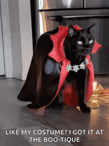 a black cat in a vampire costume with the caption like my costume ? i got it at the boo-tique