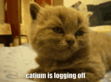 Catium Hi Catium GIF - Catium Hi Catium Tired GIFs