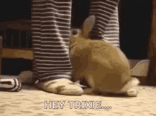 Rabbit Bunny GIF - Rabbit Bunny Hello GIFs
