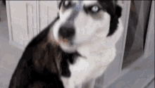 Dog Peanut GIF - Peanut Butter Dog Lick GIFs