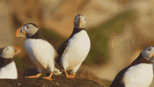 Following National Geographic GIF - Following National Geographic Nat Geo Wild GIFs