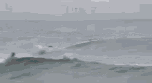 Dolphins GIF - Dolphins GIFs