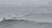 a group of dolphins are swimming in the ocean near a beach .