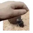 a close up of a person 's hand petting a bug on the ground .