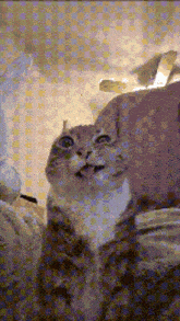 a cat is sitting on a bed and looking up