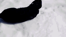 Body Slide GIF - Dog Slide Snow GIFs